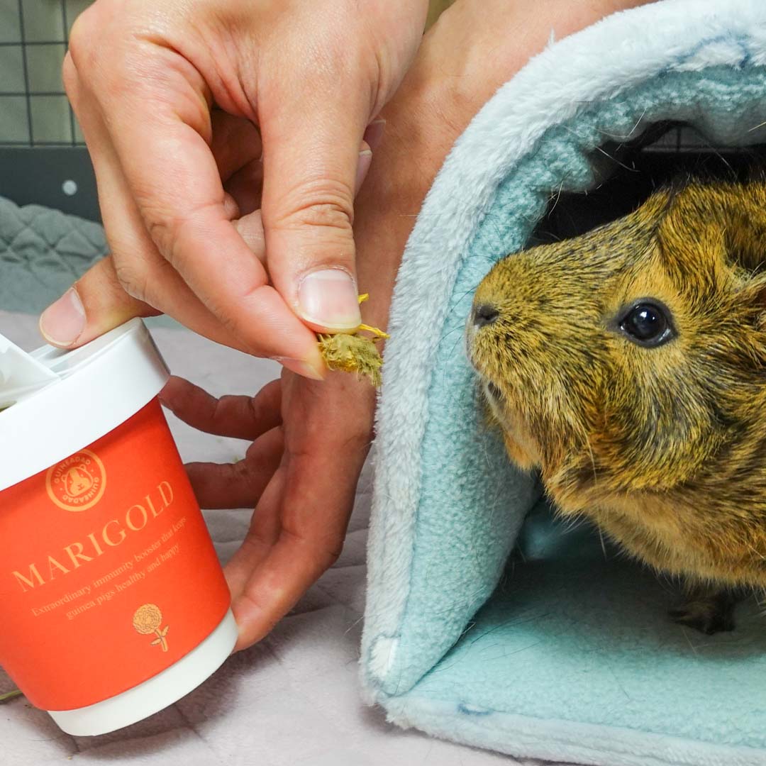 GuineaDad Marigold Treat Cups (100% All Natural)
