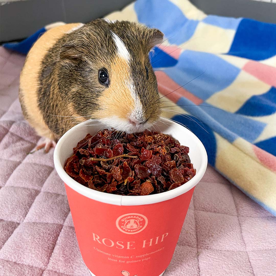 GuineaDad Rose Hip Treat Cups (100% All Natural)