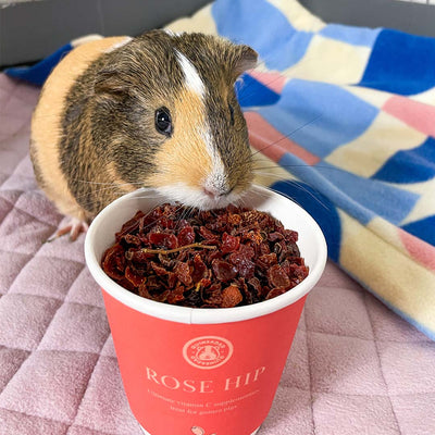 A guinea pig eating GuineaDad treat rose hip