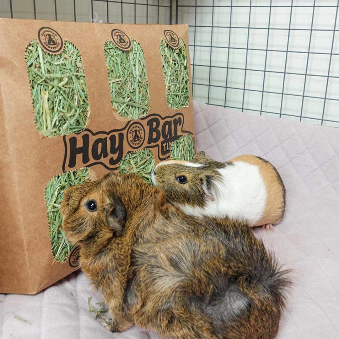 GuineaDad Timothy Hay Bar for Guinea Pigs (5 Pack)
