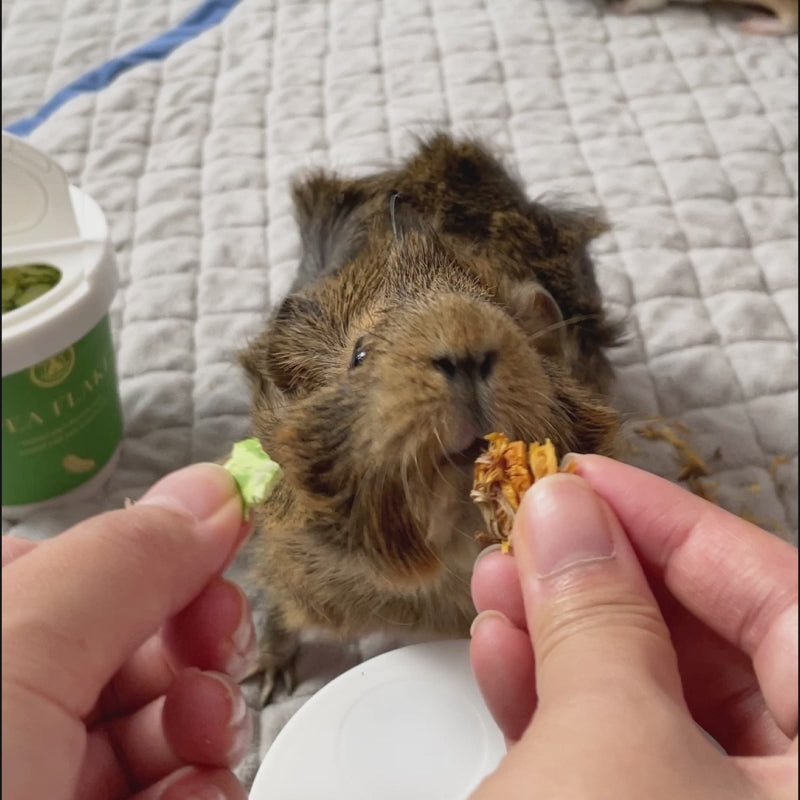 GuineaDad Yummy Treat Sampler (6 Flavors / 100% All Natural)