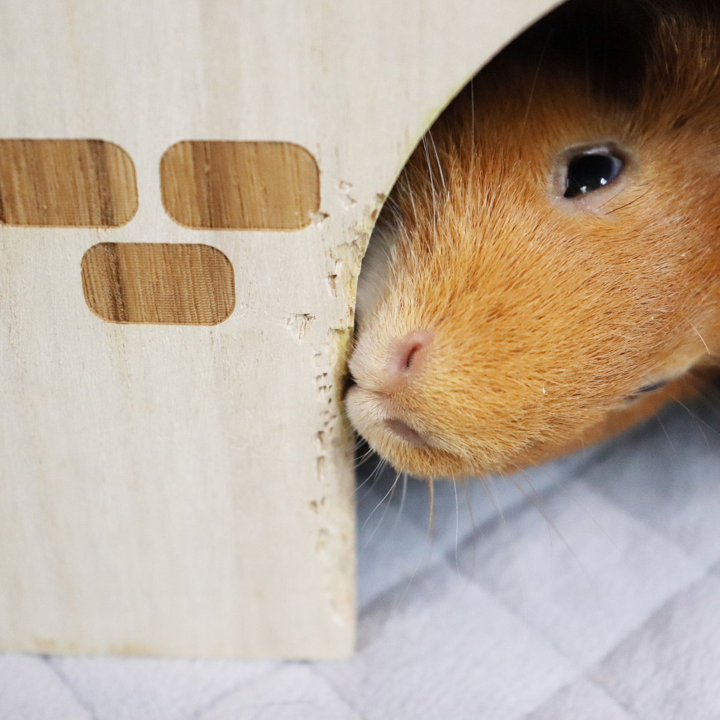 A guinea pig chewing GuineaDad Queen's Castle, the perfect guinea pig hideout
